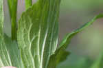 Tall thimbleweed